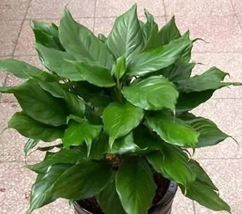 为懒人准备的6种盆栽花卉, 一两个月忘记浇水也能活得滋润