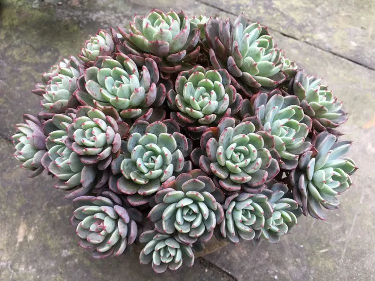 养多肉会上瘾，3年养了500多盆，既美化了环境又愉悦了心境！