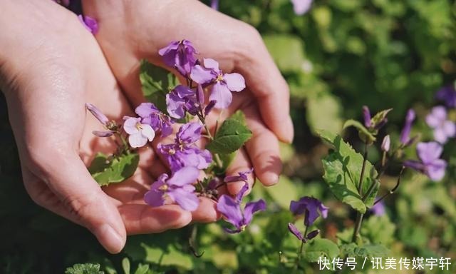 二月兰花开正盛，京城多处赏花圣地奉上~拿走不谢