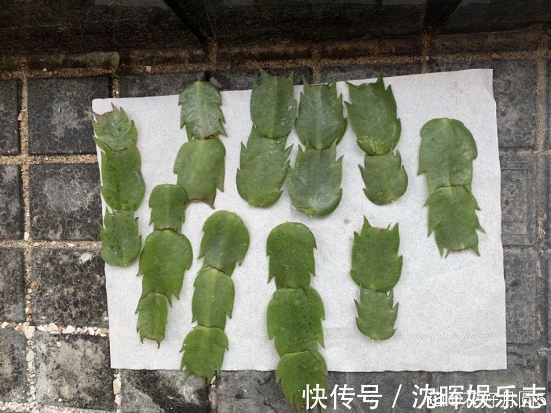 非洲堇|这花送人，只用送一片叶子，插土就活不心疼！