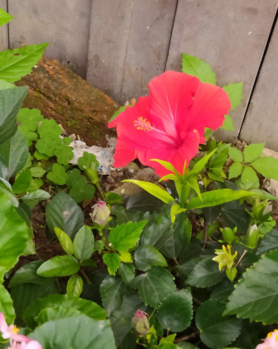 花市|逛逛花市,那就入手这两个品种吧,越热越好看呢