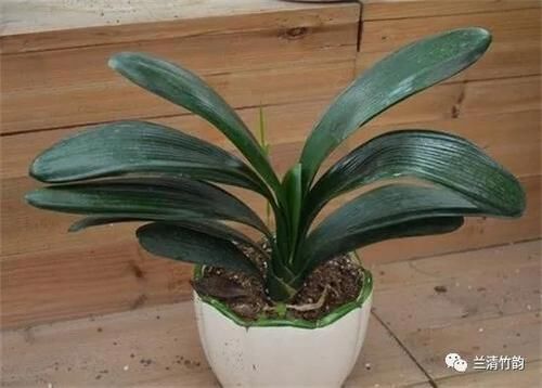 君子兰怎么养：君子兰夏天怎么浇水，早晚各一次注意盆内不宜有积水