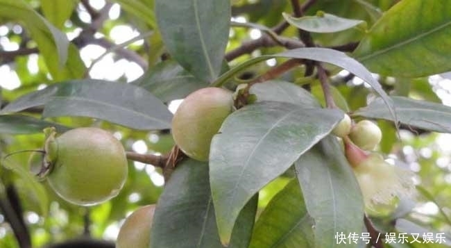 鲜食|平时多吃这水果，保护肝脏，补肾壮阳、补血益气，知道的人抢着吃