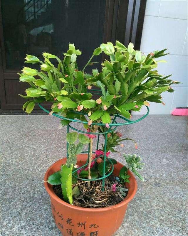 养好蟹爪兰,开花前做一个“小动作”,不长叶子,蹭蹭开花