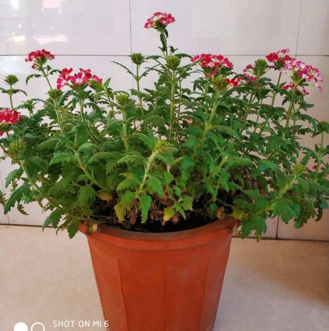 种花|8种花赶紧剃头,剃得越狠,开花越多