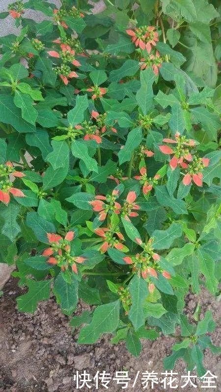 紫茉莉|不能小看入侵植物,看到后要立马拔掉,留着就是祸害