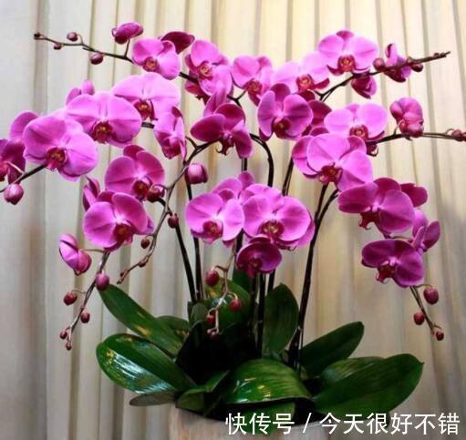 农历十一月大雪过后，养什么花？家里养3种花，顺心如意喜气洋洋