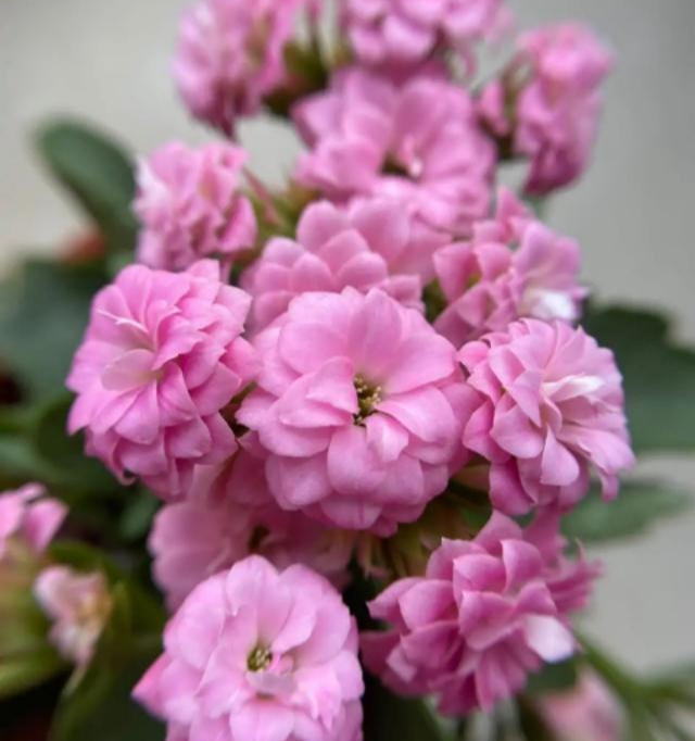 品种|75个长寿花品种，一个比一个美，一起来认识一下吧！