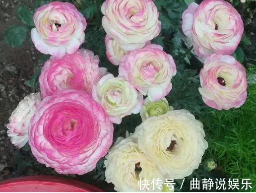 花毛茛花毛茛|夏天“3种花”别买，黄叶、掉蕾变蔫巴，买1盆死1盆，白花钱！