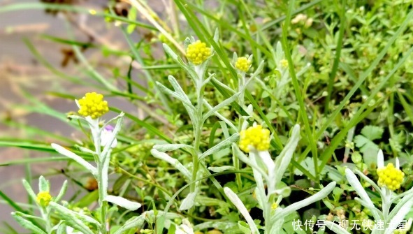 吃法|夏季挖野菜，送你64种野菜图片大全，教你认识不同的野菜和吃法！