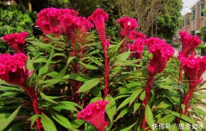 大红花|这种大红花在农村称“鸡冠花”,炒肉吃是一绝,连治病也有奇效