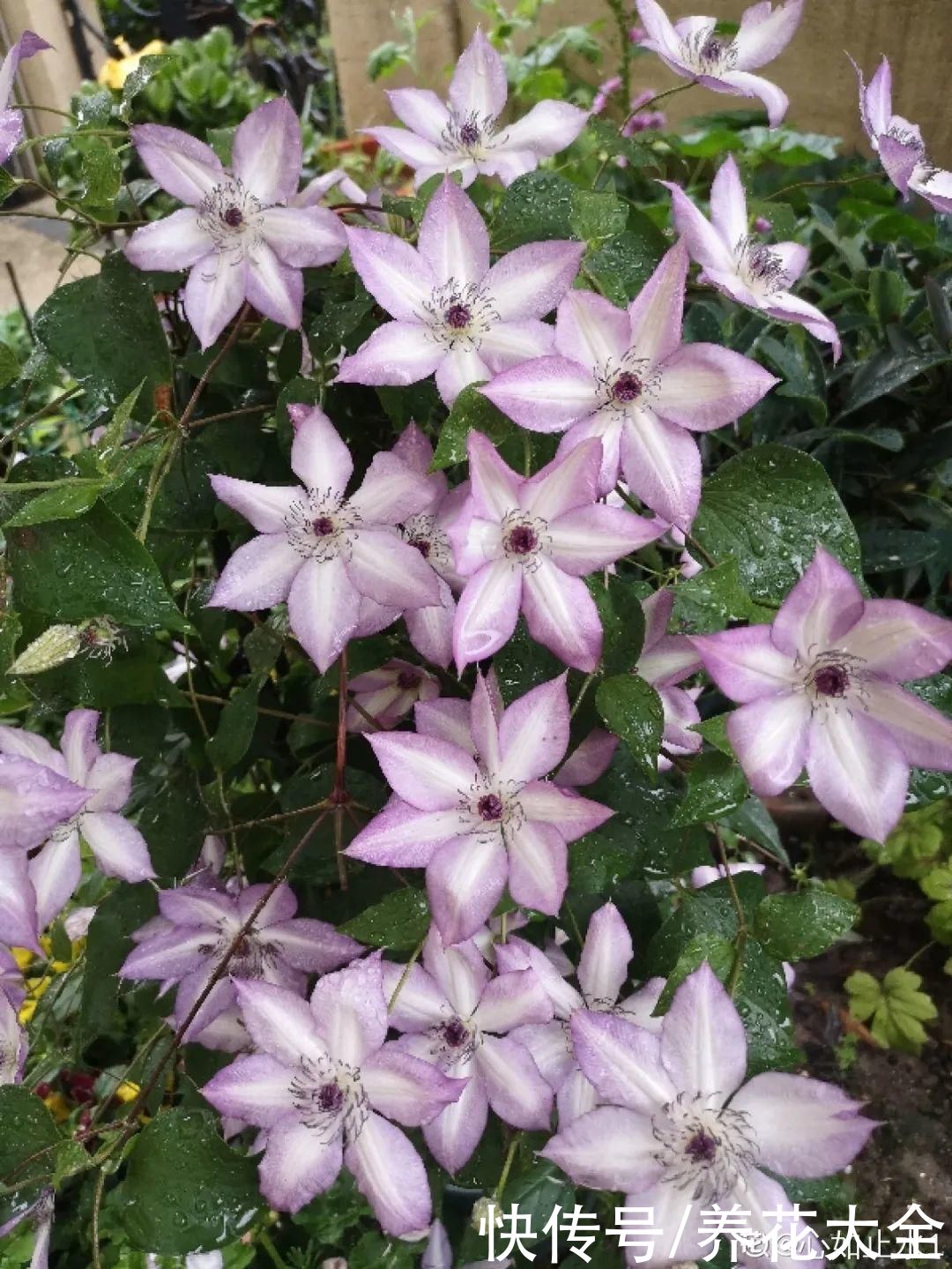 月季|8种花，现在快施肥，秋天开出满树花