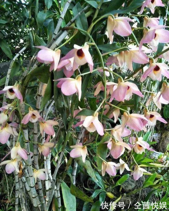 棕榈皮|门前石头上长了一丛草,朋友出1000元来买,开起花来真漂亮!