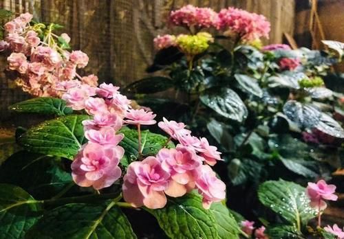 第一年种的绣球，开花太多需要剪掉些吗？