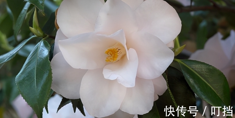 盘点白茶花的三大品种,纯白剔透,你见过么