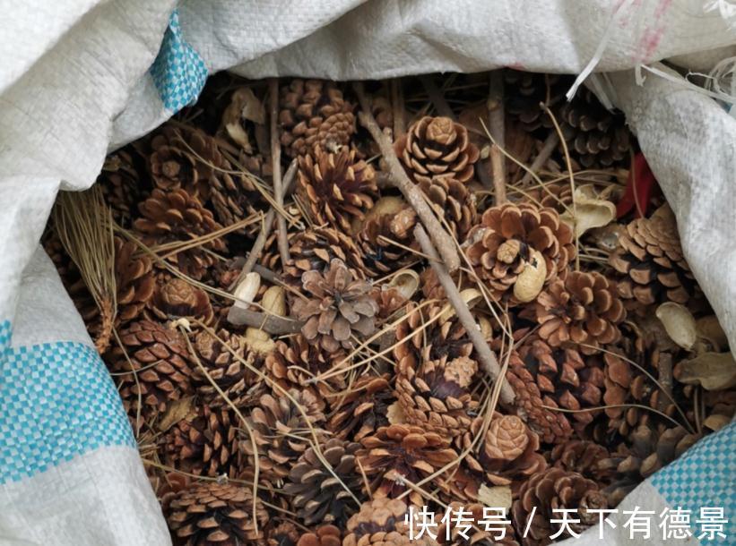 松塔养花的好处以及注意事项