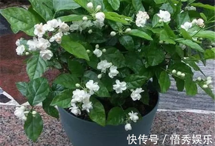 养茉莉，做好“三勤一懒”，茉莉呼呼冒花苞，开花开到深秋去！