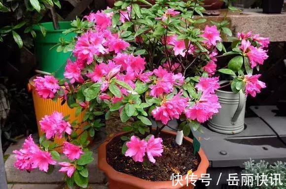 花苞|此花入秋以后,就变“开花机器”,花色鲜艳、花苞浓密