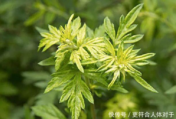 冬至|冬至前4天做这几件事,散掉身体1年的寒气