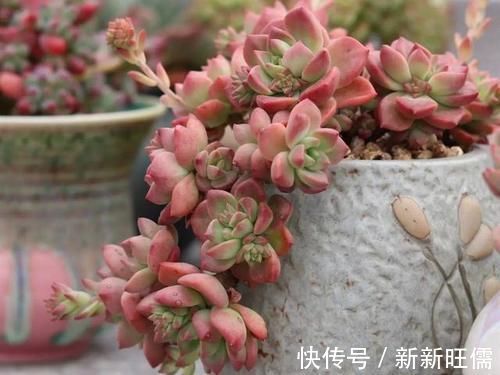 紫乐|多肉大神愿意推荐,新手养起来舒心的5个品种,春季入手正当时