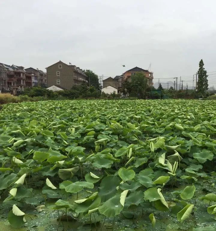 小鸡炖蘑菇|老鸭一天卖掉2000只！立秋后吃啥？浙江营养学博士私房菜谱来了