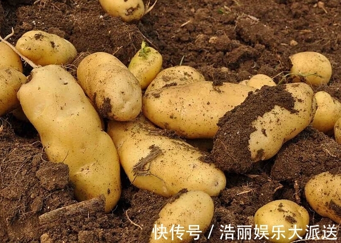 知识|不管家里多有钱，泡完土豆丝的水别倒掉，真的“值钱”，涨知识了