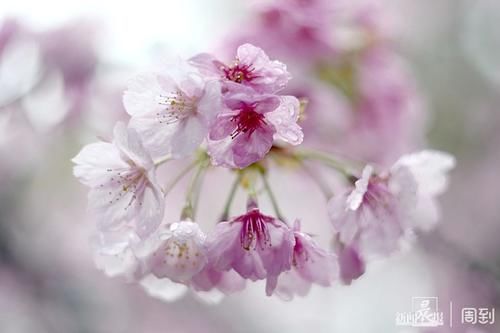 晨镜头|雨打樱花，花衬雨，雨中樱花别样美！内附保姆级拍花攻略→ |晨镜头\＂,\＂i12\＂:\＂雨打樱花，花衬雨，雨中樱花别样美！内附保姆级拍花攻略→