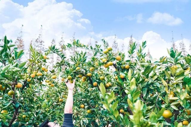 老年|【探索】长兴岛北、东、西三岸的美好景色，你去过几处？