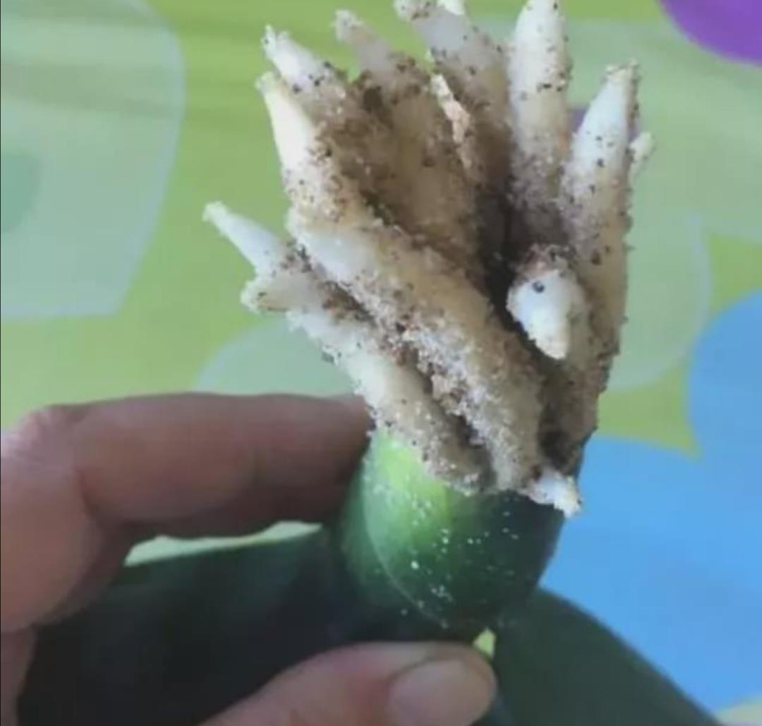 旺盛|君子兰叶子瘦小,不长新叶,4个方面多注意,很快恢复旺盛