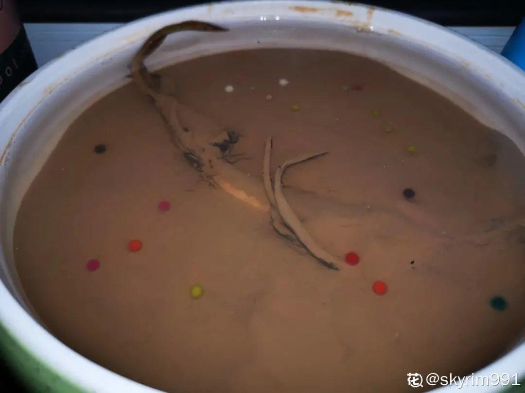 枯萎|9种花是富贵命,必须大盆养,小盆养会憋死