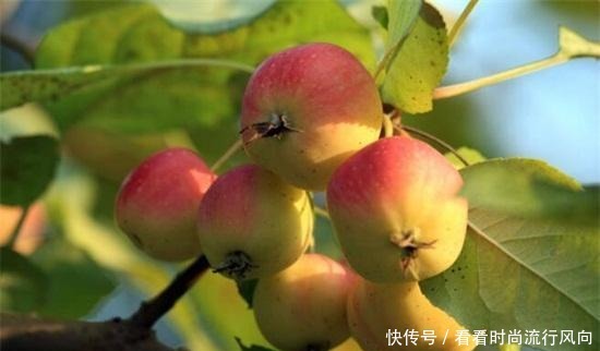 都是能够食|海棠果能吃吗,能吃冰冻食用更佳