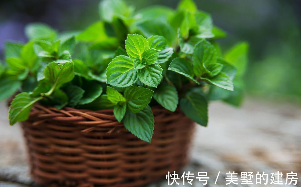 室内病菌最怕的4种花，家家户户养1盆，时时刻刻守护家人