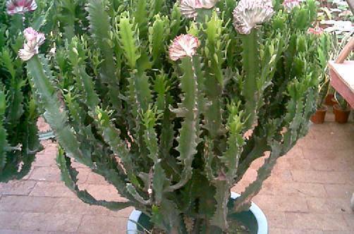 龙骨|老妈家里养的盆栽,一不小心戳到屋顶,引得邻居都来看热闹!