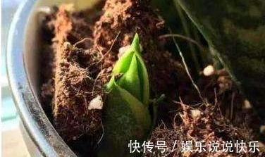 通风换气|养虎皮兰不爆芽,2分钟学会一招,小芽密密麻麻长一盆