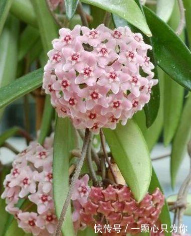 花卉|农历十一月大雪过后,养什么花?家里养3种花,吉星高照一帆风顺