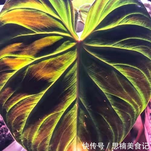 8种贵货花,见过的人真不多,见过3种就是“见多识广”