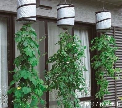 新意|花友直接用旧地毯做成种菜的工具,颇有新意,以后不愁没种菜盆了