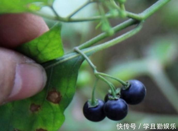 龙葵|这种“黑色果实”原来是“解毒之王”,家里种一棵,药费省不少