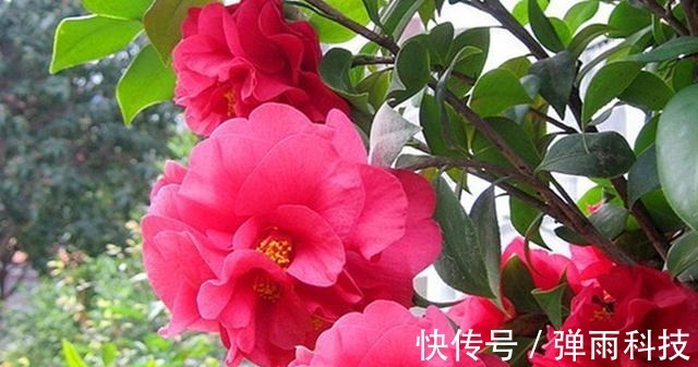 克瑞墨|放弃月季吧！此花零下20度冻不死，花大如“脸盆”，盆栽地栽皆可！