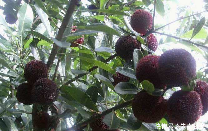 一“奇特”水果,果肉肥厚却没有皮,最高180元一斤,如今10元3斤