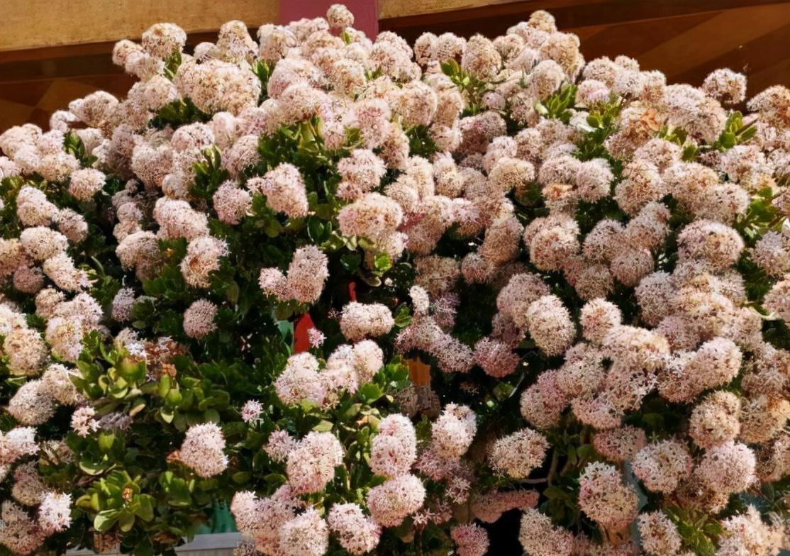 老桩|6种富贵花,全都“寿命长”,轻松养成老桩,越大越“旺家”