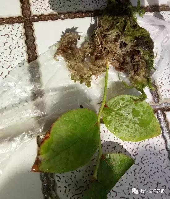 扦插不长根,塞一团水苔,大白根直冒,百分百成活!