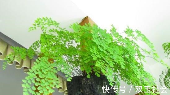 同样是在阳台养花,为什么别人养的那么好,我却养一盆死一盆