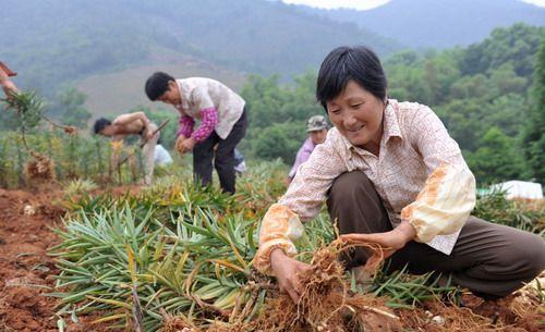 摇钱树|地里种害草,30年前天天吃,满山没人要,如今20元一斤成摇钱树