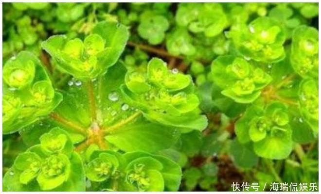 乡下的野草,不仅凉血和止血,还治咳嗽,药用价值高,遇见请珍惜