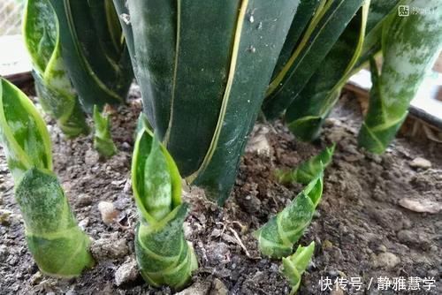 板结|虎皮兰不长新芽,多是犯了3个错误,改正了才能不断冒嫩芽