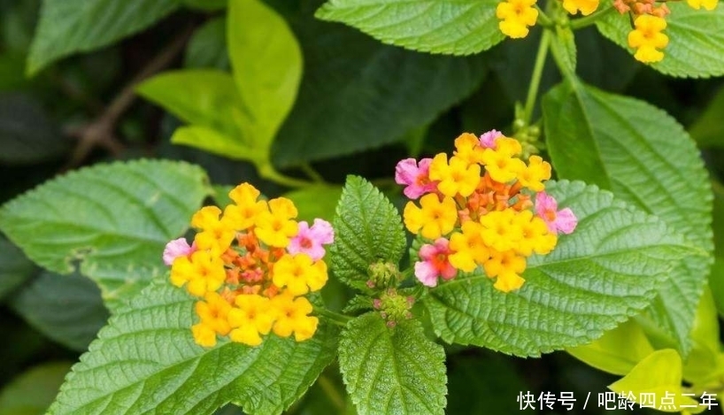 野花|这种农村正在盛开的野花,虽然有祛风止痒的功效,却也身含剧毒