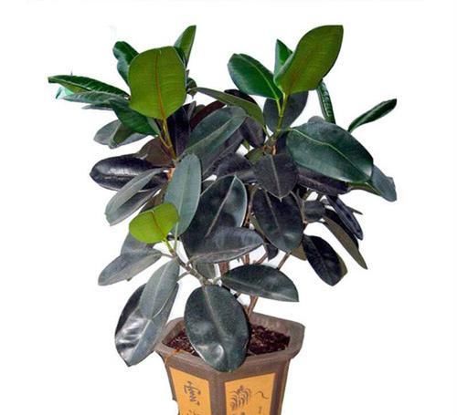  植物|在家养殖几种植物，再也不怕二手烟的侵扰！