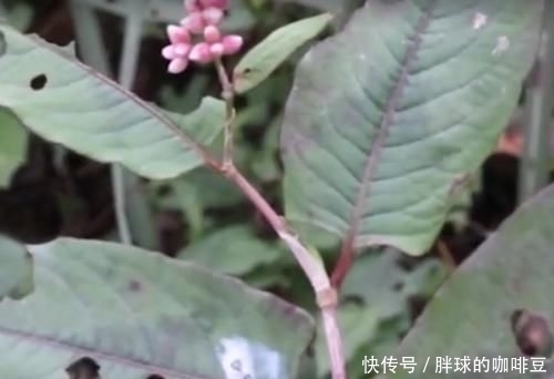 食用价值|农村的这种野草叫做“鸡屎藤”，原来它浑身都是宝，赶紧认识下