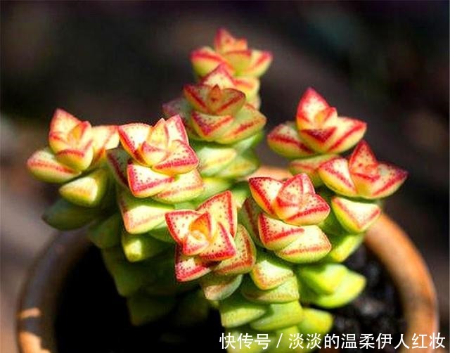 浇水|春天养多肉小米星，做好“3个多”，1个月长爆盆，花朵清新漂亮